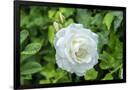Gramercy Black