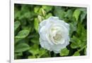 Gramercy White
