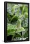 Essential Black