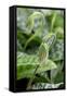 Canvas Black