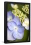 Essential Black