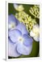Gramercy White