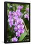 Essential Black