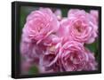 Essential Black