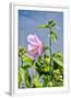 Chelsea White