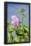 Essential Black