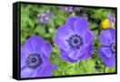 Canvas Black