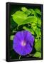 Essential Black