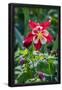 Essential Black