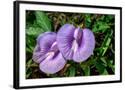 Chelsea Black