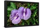 Essential Black