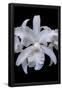 Essential Black