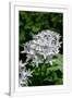 Gramercy White