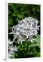 Gramercy White