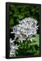 Essential Black