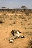 Dead Grevy's Zebra (Equus Grevyi) Most Likely the Result of the Worst Drought (2008-2009)-Lisa Hoffner-Premium Photographic Print
