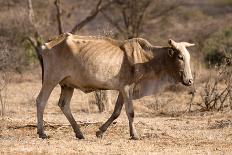 Dead Grevy's Zebra (Equus Grevyi) Most Likely the Result of the Worst Drought (2008-2009)-Lisa Hoffner-Mounted Photographic Print