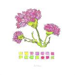 Carnation-Lisa Katharina-Giclee Print