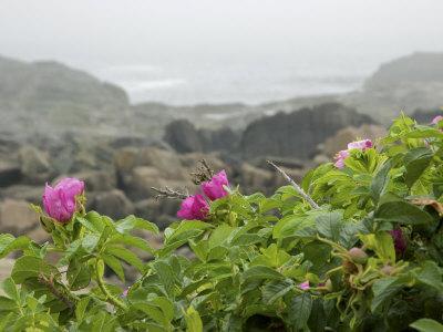 Beach Roses Along Marginal Way, Ogunquit, Maine, USA