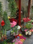 Grape Arbor and Flowers, Lake Garda, Malcesine, Italy-Lisa S^ Engelbrecht-Photographic Print