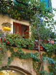 Grape Arbor and Flowers, Lake Garda, Malcesine, Italy-Lisa S^ Engelbrecht-Photographic Print