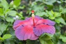 Sunrise, Bavaro Beach, Higuey, Punta Cana, Dominican Republic-Lisa S Engelbrecht-Photographic Print