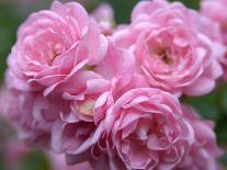 Pink Rose Bush, Usa-Lisa S. Engelbrecht-Premium Photographic Print