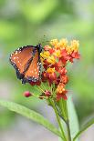 Black eyed Susan, Austin, Texas, Usa-Lisa S Engelbrecht-Photographic Print