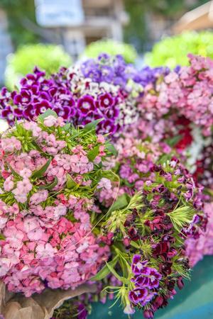 Sweet William flowers for sale, outdoor market, Honfleur, Normandy, France