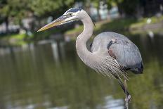 USA, Florida, Orlando, Great Blue Heron, Gatorland-Lisa S. Engelbrecht-Photographic Print