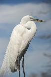 USA, Florida, Orlando, Great Blue Heron, Gatorland-Lisa S. Engelbrecht-Photographic Print