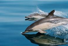 Common dolphins (Delphinus delphis) surfacing at speed in very calm waters-Lisa Steiner-Photographic Print