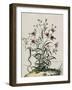 Liseron-Nicolas Robert-Framed Giclee Print