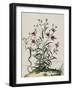 Liseron-Nicolas Robert-Framed Giclee Print