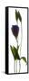 Lisianthus Duo-Julia McLemore-Framed Stretched Canvas