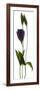 Lisianthus Duo-Julia McLemore-Framed Photographic Print