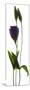 Lisianthus Duo-Julia McLemore-Mounted Photographic Print