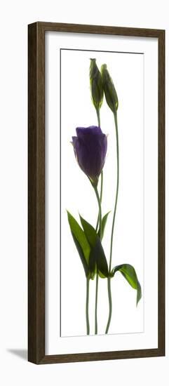 Lisianthus Duo-Julia McLemore-Framed Photographic Print