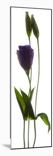 Lisianthus Duo-Julia McLemore-Mounted Photographic Print