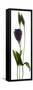 Lisianthus Duo-Julia McLemore-Framed Stretched Canvas