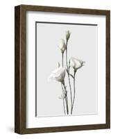 Lisianthus White-Design Fabrikken-Framed Photographic Print