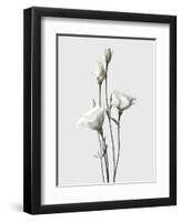 Lisianthus White-Design Fabrikken-Framed Photographic Print