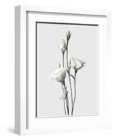 Lisianthus White-Design Fabrikken-Framed Photographic Print