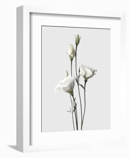 Lisianthus White-Design Fabrikken-Framed Photographic Print