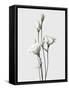 Lisianthus White-Design Fabrikken-Framed Stretched Canvas