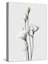 Lisianthus White-Design Fabrikken-Stretched Canvas