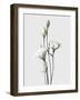 Lisianthus White-Design Fabrikken-Framed Photographic Print