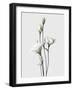 Lisianthus White-Design Fabrikken-Framed Photographic Print