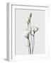 Lisianthus White-Design Fabrikken-Framed Photographic Print