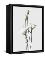 Lisianthus White-Design Fabrikken-Framed Stretched Canvas